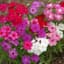 PHLOX, DRUMMONDI 1/16 OZ. EACH — thumbnail 1 of 2