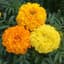 Marigolds, Crackerjack Mix Lbs — thumbnail 1 of 2
