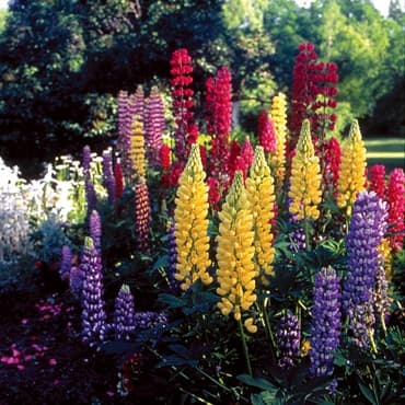Lupine, Russells Mix 1/2oz — photo 1 of 2