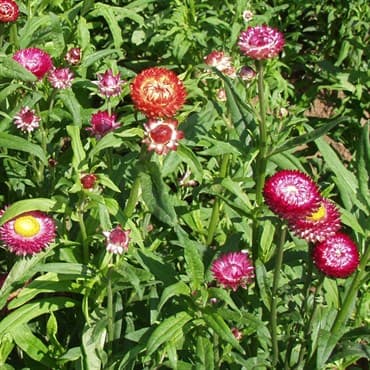 HELICHRYSUM, DWF DBL MIX LBS — photo 1 of 2