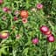 HELICHRYSUM, DWF DBL MIX LBS — thumbnail 1 of 2