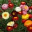 HELICHRYSUM, TALL DBL MIX LBS — thumbnail 1 of 2