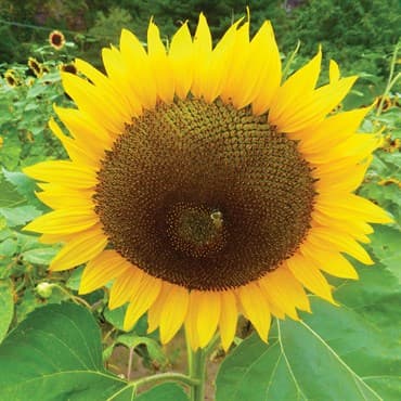 Sunflower, Russian Mammoth 1/2lb — photo 1 of 2