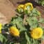 SUNFLOWER SUNGOLD DWARF LBS — thumbnail 1 of 2
