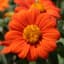 Sunflower, Mexican Lbs — thumbnail 1 of 2