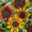 Sunflower, Mardi Gras Blend Lbs — thumbnail 1 of 2