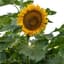 Sunflower, Incredible Dwarf Lbs — thumbnail 1 of 2