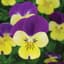 Viola, Johnny Jump Up 1/4oz — thumbnail 1 of 2