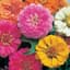 Zinnia, Thumbelina 1/4oz — thumbnail 1 of 2