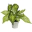 Algreen Faux 12" Caladium — thumbnail 1 of 2
