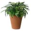 Algreen 16" Olympus Self Water Planter Terra Cotta — thumbnail 1 of 2