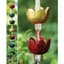 Ancient Graf Multicolor Lily Cup Rain Chain — thumbnail 1 of 2