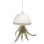 APM Air Plant Jellyfish White/Gold — thumbnail 1 of 2