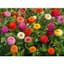Zinnia, Cut & Come Again - 1 LB — thumbnail 1 of 2