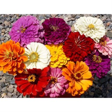 Zinnia, California Giant Mix - 1 LB — photo 1 of 2