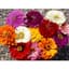 Zinnia, California Giant Mix - 1 LB — thumbnail 1 of 2