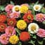 Zinnia, Lilliput Mix 1/2lb — thumbnail 1 of 2