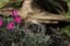 Moonrays 2pk Solar Lawn/Deck Light — thumbnail 1 of 2