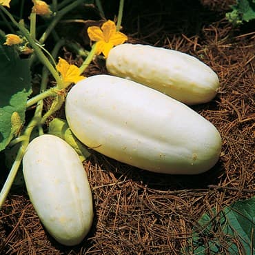 Cucumber, White Wonder 1/2oz — photo 1 of 2