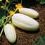 Cucumber, White Wonder 1/2oz — thumbnail 1 of 2