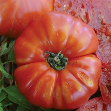 Tomato, Beefsteak 1/2lb — photo 1 of 2