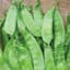 Peas, Oregon Sugar Pod II 25lb — thumbnail 1 of 2