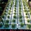 4' X 100' CAPMAT II CAPILLARY MATTING — thumbnail 1 of 2