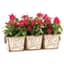 Deer Park 3 Pot Venetian Planter — thumbnail 1 of 2