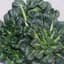 Cabbage, Tatsoi Chinese 1/2oz — thumbnail 1 of 2