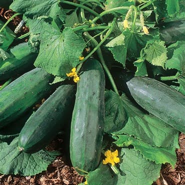 Cucumber, Bush Crop 10,000 Seed Count — photo 1 of 2