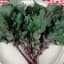 Kale, Red Russian 1/2oz — thumbnail 1 of 2