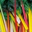 Swiss Chard, Northern Lights 1/2oz — thumbnail 1 of 2