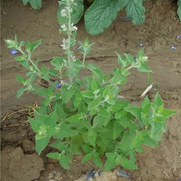 Catnip 1lb — photo 1 of 2