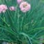 Chives 1lb — thumbnail 1 of 2