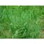 Autumn Bentgrass Lbs — thumbnail 1 of 2