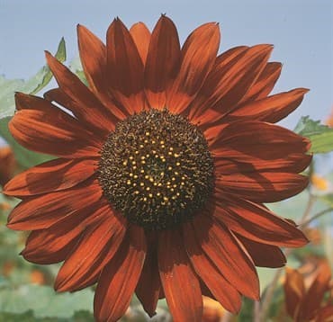 Sunflower, Velvet Queen 1/2lb — photo 1 of 2