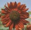 Sunflower, Velvet Queen 1/2lb — thumbnail 1 of 2