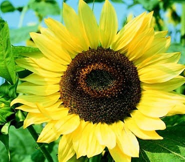Sunflower, Lemon Queen 1/2lb — photo 1 of 2