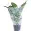Grower Select Satin Sleeve 10.5x22x24 1000/CS — thumbnail 1 of 2