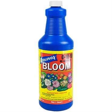 Liquinox Qt Bloom — photo 1 of 2