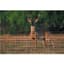 Tenax 7.5'x330' Black Deer Fence Select 1.77"x1.97" Mesh — thumbnail 1 of 2