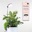 Mossify 28" Adjustable LED Plant Light Black — thumbnail 1 of 2