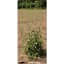 Midwest Wire Works 58" Heavy Duty Square Cage Lime — thumbnail 1 of 2