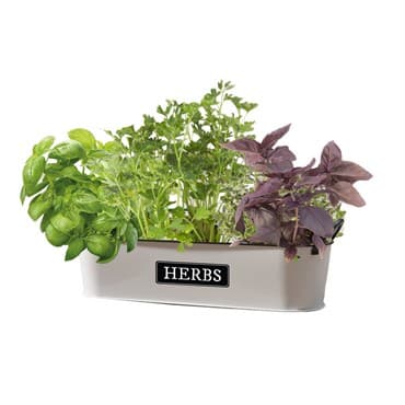 Panacea 16" Milkhouse Herbs Short Oval Planter — photo 1 of 2