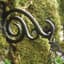 Panacea 6" Bracket Scrolls Antique Bronze — thumbnail 1 of 2