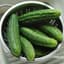 Cucumber, Patio Snacker 100 Seed Count — thumbnail 1 of 2