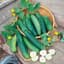 Cucumber, Sweet Success Ps 100 Seed Count — thumbnail 1 of 2