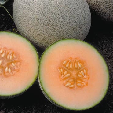 Cantaloupe, Ambrosia Hybrid 100 Seed Count — photo 1 of 2