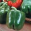 Peppers, King Arthur Hybrid 1000 Seed Count — thumbnail 1 of 2