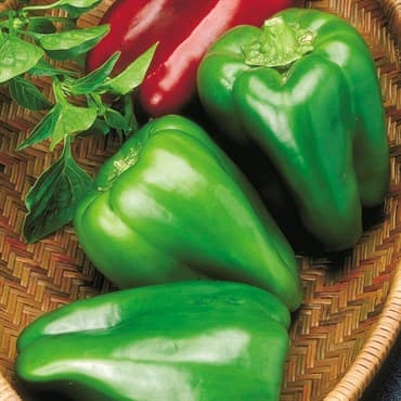 Peppers, Big Bertha Hybrid 100 Seed Count — photo 1 of 2
